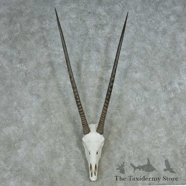 African Gemsbok Skull Horns European Mount #13552 For Sale @ The Taxidermy Store