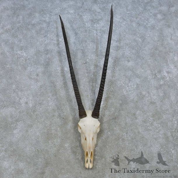 Gemsbok Skull & Horn European Mount For Sale #15149 @ The Taxidermy Store