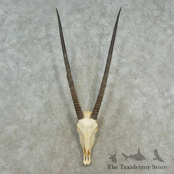 Gemsbok Skull & Horn European Mount For Sale #16545 @ The Taxidermy Store
