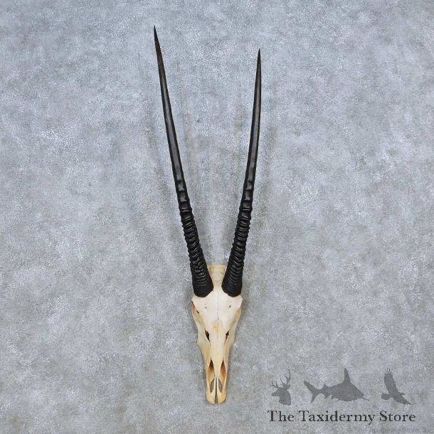 Gemsbok Skull European Mount For Sale #14488 @ The Taxidermy Store