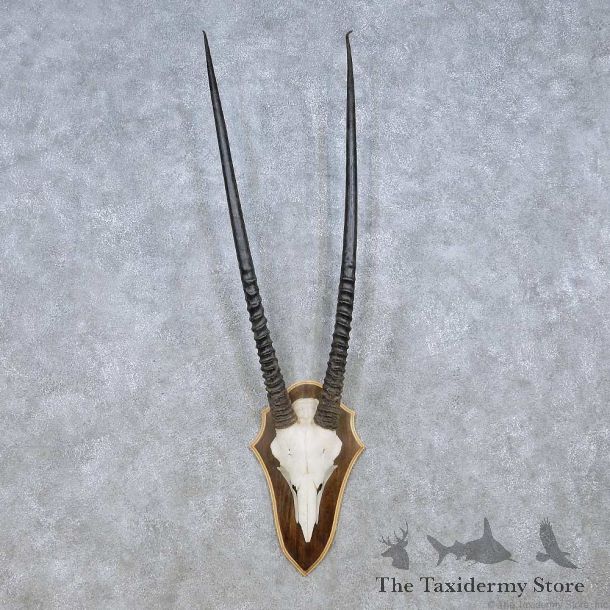 Gemsbok Skull Horns European Plaque Mount #12464 For Sale @ The Taxidermy Store
