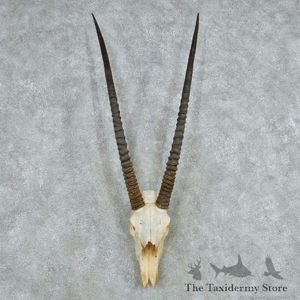 Gemsbok Skull Horns European Mount #13645 For Sale @ The Taxidermy Store