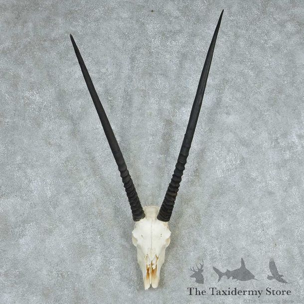 Gemsbok Skull & Horns European Mount #13732 For Sale @ The Taxidermy Store
