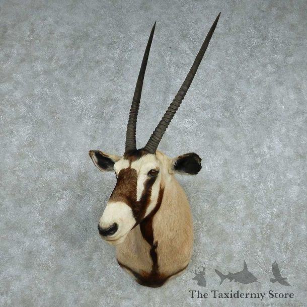 African Gemsbok Shoulder Mount #13634 For Sale @ The Taxidermy Store
