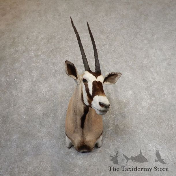 Gemsbok Oryx Shoulder Mount For Sale #21318 @ The Taxidermy Store