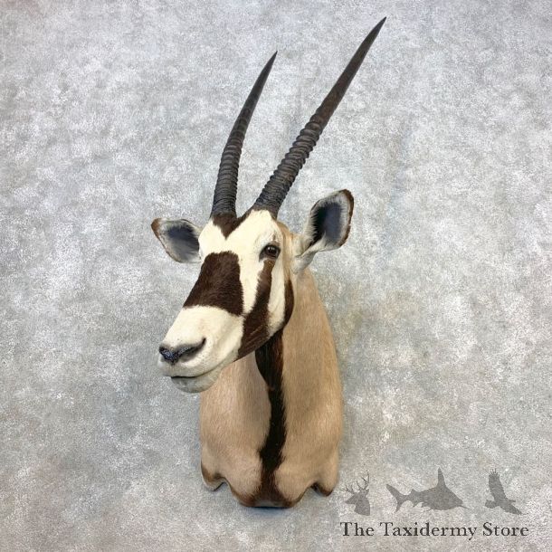 Gemsbok Oryx Shoulder Mount For Sale #21650 @ The Taxidermy Store