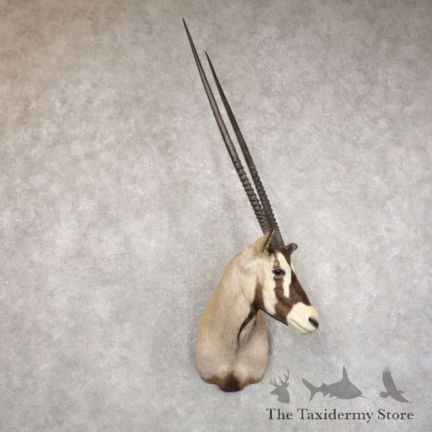 Gemsbok Oryx Shoulder Mount For Sale #22238 @ The Taxidermy Store
