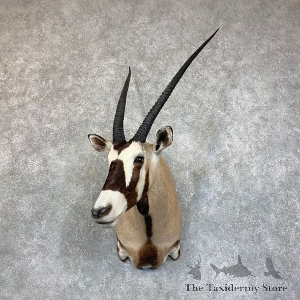 Gemsbok Oryx Shoulder Mount For Sale #22741 @ The Taxidermy Store