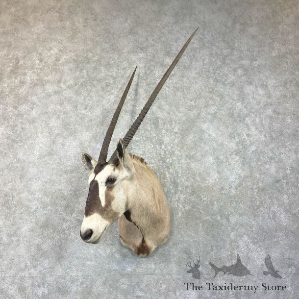 Gemsbok Oryx Shoulder Mount For Sale #26042 @ The Taxidermy Store