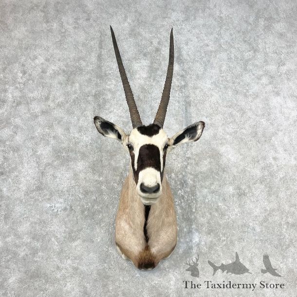Gemsbok Oryx Shoulder Mount For Sale #26831 @ The Taxidermy Store