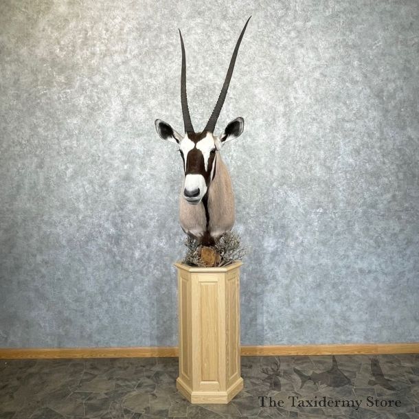Gemsbok Oryx Shoulder Pedestal Mount For Sale #24981 @ The Taxidermy Store