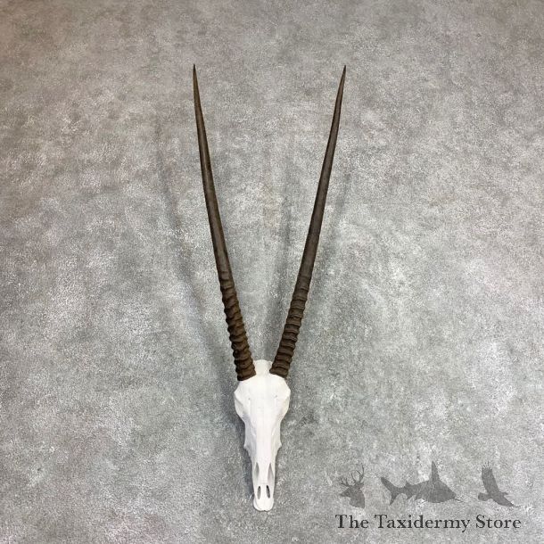 Gemsbok Skull Horns European Mount #21970 For Sale @ The Taxidermy Store