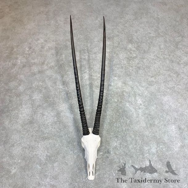 Gemsbok Skull Horns European Mount #21971 For Sale @ The Taxidermy Store