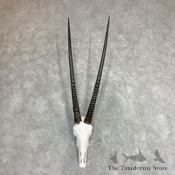 Gemsbok Skull Horns European Mount #21972 For Sale @ The Taxidermy Store