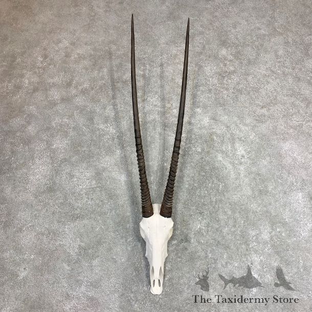 Gemsbok Skull Horns European Mount #21973 For Sale @ The Taxidermy Store