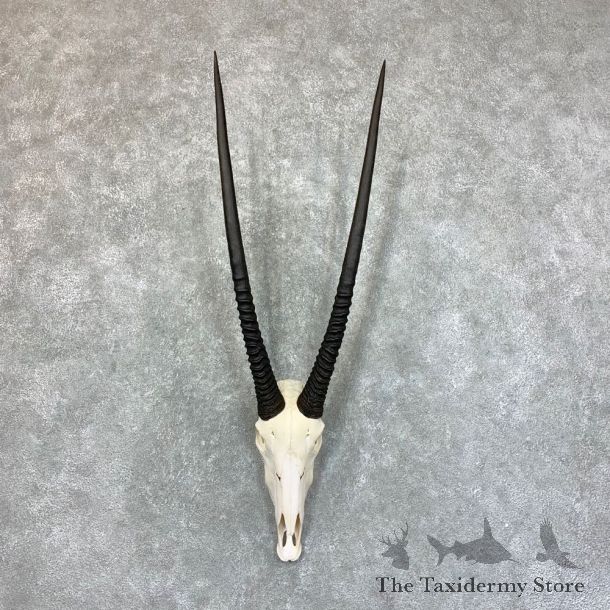 Gemsbok Skull Horns European Mount #22732 For Sale @ The Taxidermy Store