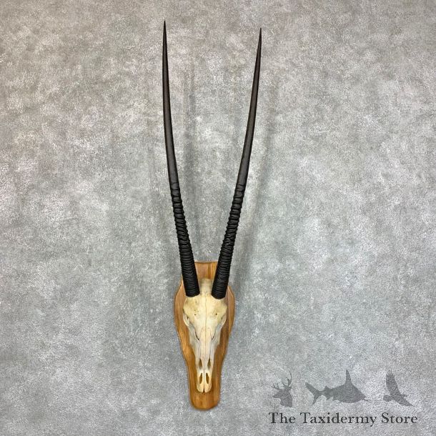 Gemsbok Skull Horns European Mount #22733 For Sale @ The Taxidermy Store
