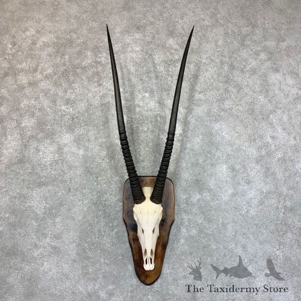 Gemsbok Skull Horns European Mount #22734 For Sale @ The Taxidermy Store