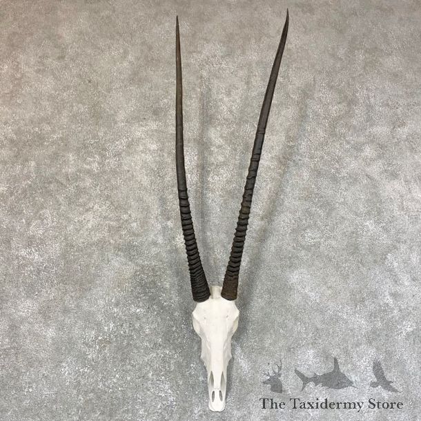 Gemsbok Skull Horns European Mount #23738 For Sale @ The Taxidermy Store