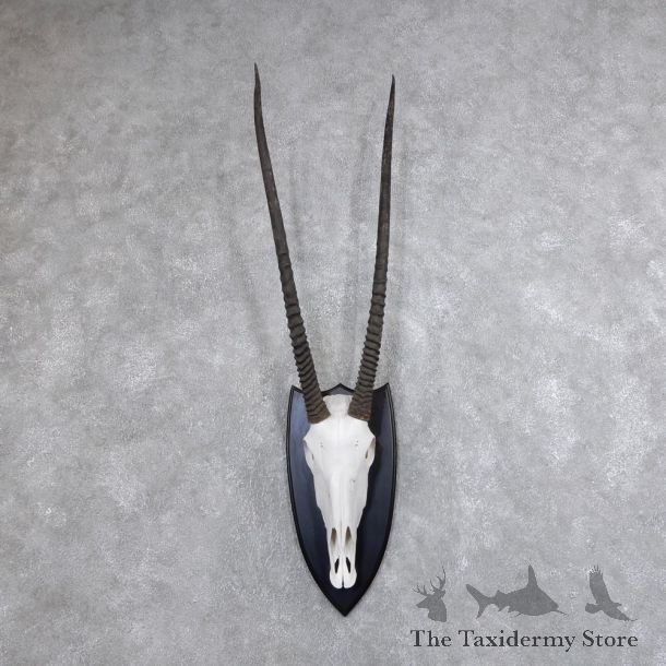 Gemsbok Skull Horns European Plaque Mount #18633 For Sale @ The Taxidermy Store