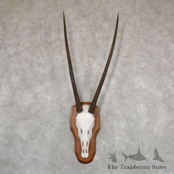 Gemsbok Skull Horns European Plaque Mount #18917 For Sale @ The Taxidermy Store