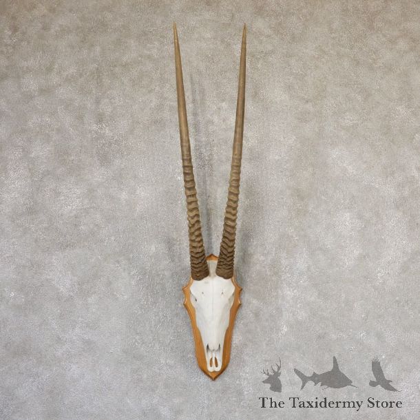 Gemsbok Skull Horns European Plaque Mount #19025 For Sale @ The Taxidermy Store