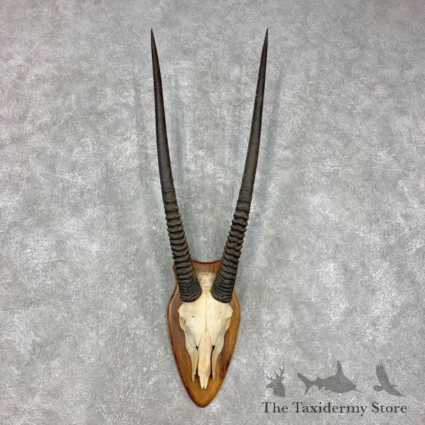 Gemsbok Skull Horns European Plaque Mount #21463 For Sale @ The Taxidermy Store