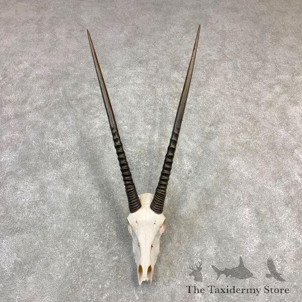 Gemsbok Skull Horns European Plaque Mount #21839 For Sale @ The Taxidermy Store