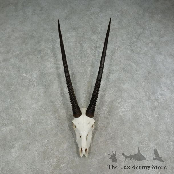 Gemsbok Skull & Horn European Mount For Sale #17070 @ The Taxidermy Store