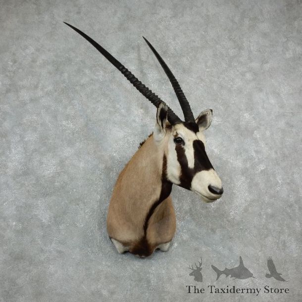 Gemsbok Oryx Shoulder Mount For Sale #18073 @ The Taxidermy Store