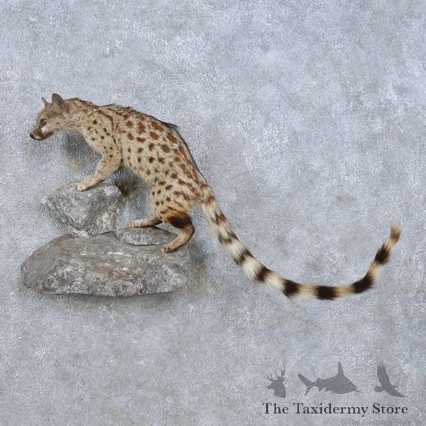African Genet Cat Mount For Sale #15002 @ The Taxidermy Store