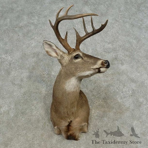 Whitetail Deer Shoulder Mount For Sale #16682 @ The Taxidermy Store