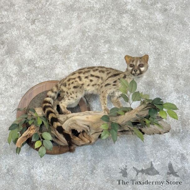 Genet Cat Life-Size Mount For Sale #16681 @ The Taxidermy Store