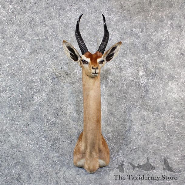 African Gerenuk Shoulder Mount #11534 - The Taxidermy Store