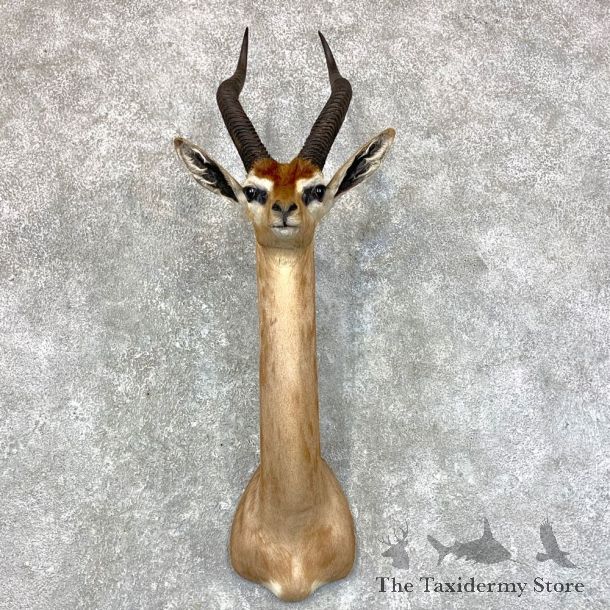 Gerenuk Shoulder Mount For Sale #23568 @ The Taxidermy Store