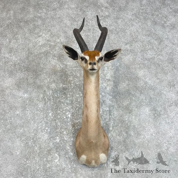 Gerenuk Shoulder Mount For Sale #25847 @ The Taxidermy Store