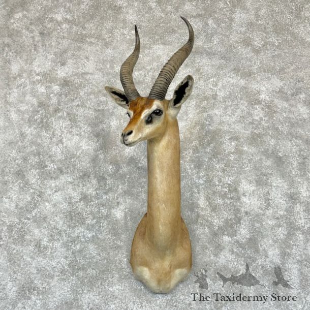 Gerenuk Shoulder Mount For Sale #28084 @ The Taxidermy Store