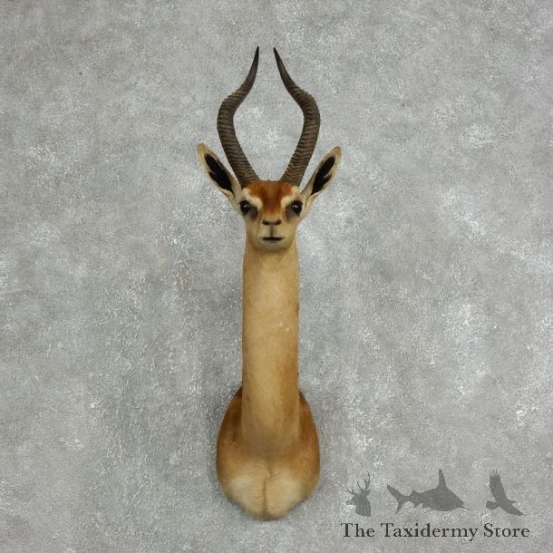 Southern Gerenuk Shoulder Mount For Sale #17629 @ The Taxidermy Store