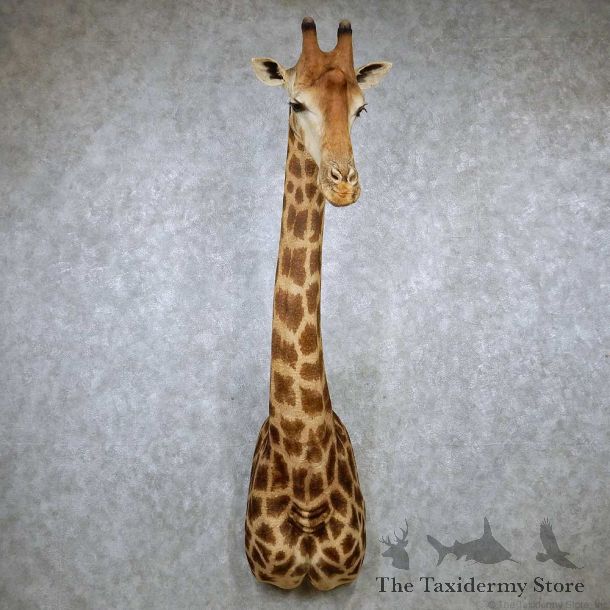 African Giraffe Shoulder Taxidermy Mount #13190 For Sale @ The Taxidermy Store