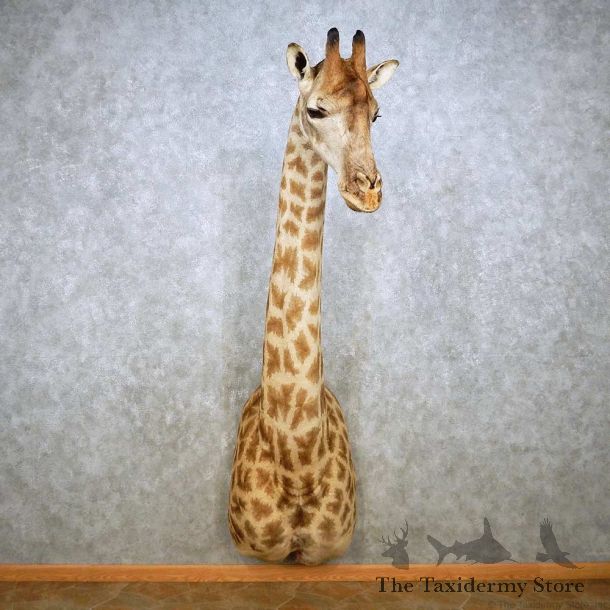 African Giraffe Taxidermy Shoulder Mount For Sale #14134 @ The Taxidermy Store