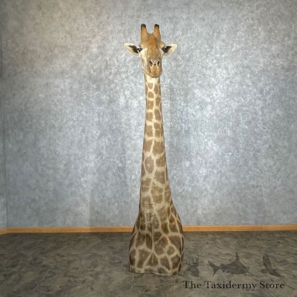 Giraffe Pedestal Shoulder Mount For Sale #27428 @ The Taxidermy Store