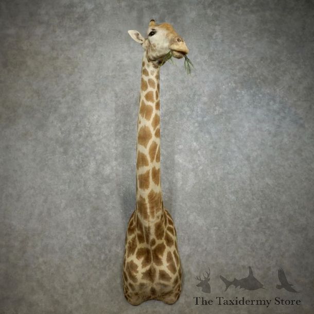 African Giraffe Shoulder Mount For Sale #17771 @ The Taxidermy Store