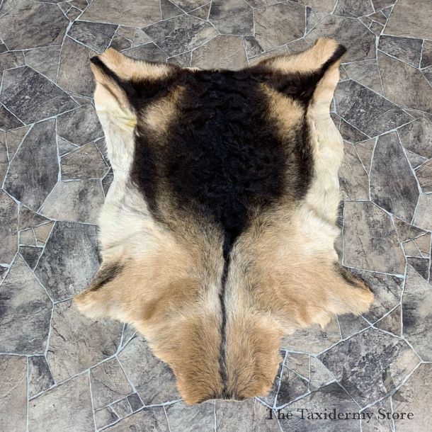 Goat Hide Taxidermy Tanned Skin For Sale #21859 @ The Taxidermy Store