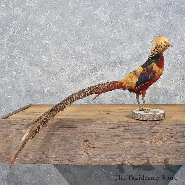 Golden Pheasant Bird Mount #12207 For Sale @ The Taxidermy Store