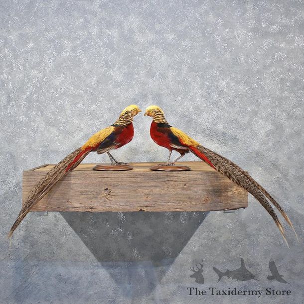 Golden Pheasant Bird Mount Pair #12205 For Sale @ The Taxidermy Store