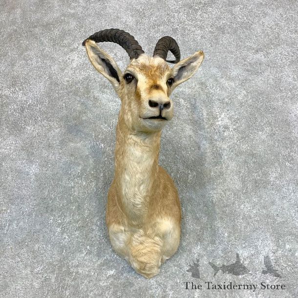 Goitered Gazelle Taxidermy Shoulder #22130 - For Sale @ The Taxidermy Store