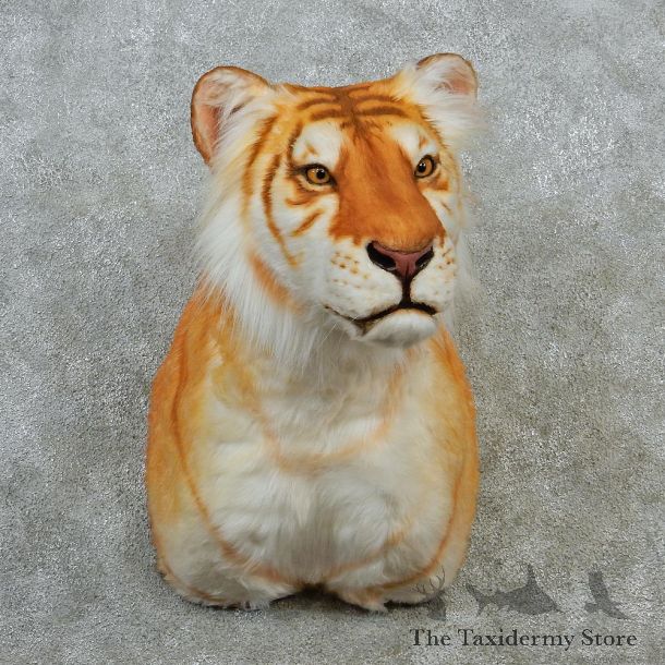 Golden Bengal Tiger Taxidermy Shoulder Mount #12898 For Sale @ The Taxidermy Store