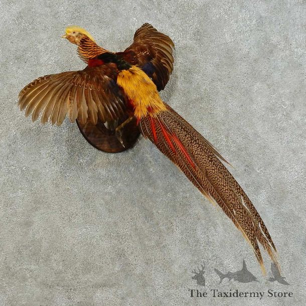 Golden Pheasant Bird Mount For Sale #16267 @ The Taxidermy Store
