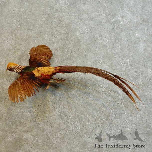 Golden Pheasant Bird Mount For Sale #16526 @ The Taxidermy Store