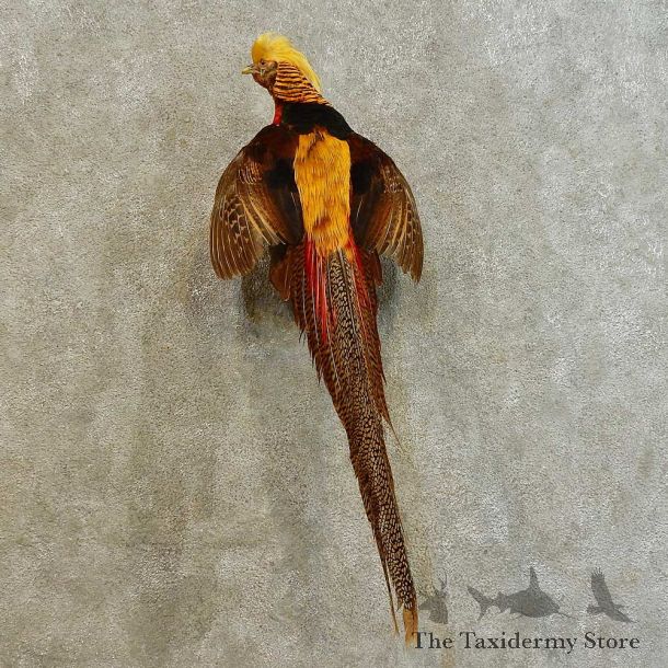 Golden Pheasant Bird Mount For Sale #16527 @ The Taxidermy Store